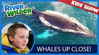 KIDS SEE HUMPBACK WHALES BESIDE THE BOAT [upl. by Jalbert]