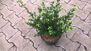 Ilex crenata Dark Green [upl. by Everick]