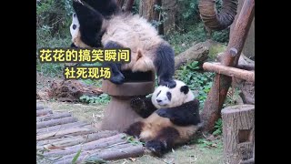 huahua panda盘点大熊猫花花的搞笑瞬间，完美还原花宝叽社死现场，真是笑洗个熊了 [upl. by Eenaj]