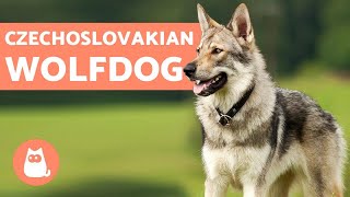 The Czechoslovakian Wolfdog  Everything You Need to Know [upl. by Cohberg]