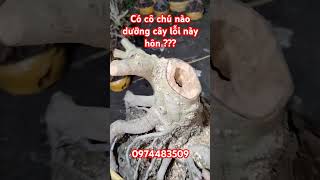 Cây lỗi cô chú dưỡng nuôi hôn liên hệ con giá mềm xèo 0974483509Cường  Giá 300 [upl. by Lleda]