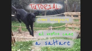 TUTORIAL Come insegnare al cane a saltare gli ostacoli [upl. by Sundberg]