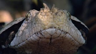 Incredible A Gaboon Viper Strikes a Bird in SloMo [upl. by Ylesara]