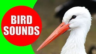 WATER BIRDS Sounds  Shore Birds Sea Birds Aquatic Birds and Waterfowls Identification Video [upl. by Nanci]