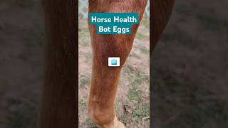 Horse Health Bot Eggs short version alternativehorsemanship [upl. by Poirer]