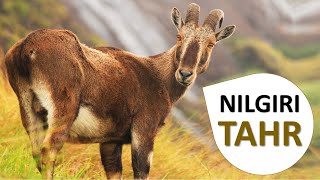 Nilgiri Tahr  Nilgiri Ibex  Cliff Goat  Varaiaadu [upl. by Durer]