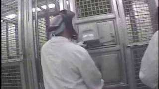 Undercover Footage Chimpanzees Injected with Sedatives [upl. by Nealey266]