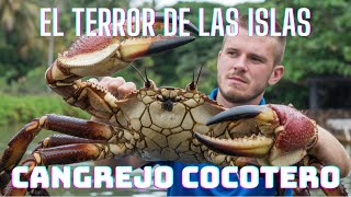 Descubre al Cangrejo Gigante que Aterroriza las Islas wildlife animalessalvajes ANIMALS crab [upl. by Alekat]