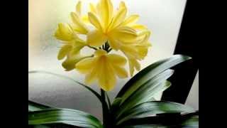 Yellow Variegated Clivia [upl. by Cardwell997]