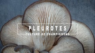 Cultiver des pleurotes à laide de feuilles de thé usagées  Culture de champignons à la maison [upl. by Ahsaya719]