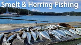 Smelt Fishing and Herring Fishing in Puget Sound，WA Caught Lumpenus Sagitta [upl. by Noled]