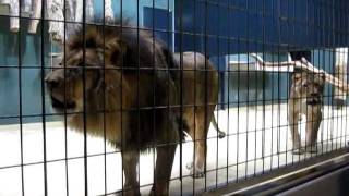 Lions Roaring at the Berlin Zoo [upl. by Yetta]