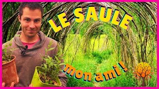 LE SAULE 🌳 ARBRE UTILE 🔶 5 RAISONS DEN PLANTER 🔶 Eau de Saule Hormone Bouturage BRF Phytothérapie [upl. by Enirbas]