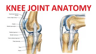 Knee Joint Anatomy [upl. by Beauchamp]