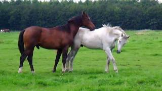 Horses in the field Stabilized [upl. by Ecinehs]