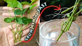 Grow Jasmin FAST How to Grow Jasmin from Cutting with UPDATE Arabian Jasmine Plant [upl. by Ardnwahs306]