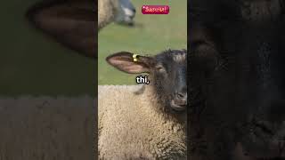 🐑 Dolly Pehli Cloned Bheir ki Kahani 🧬✨ DollyTheSheep CloningScience ScienceFacts shorts [upl. by Tehcac]