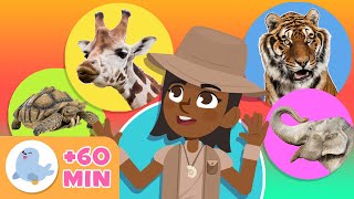 Los ANIMALES para niños 🦓🐯 Recopilación 🐬🐘 LEÓN PINGÜINO TORTUGA ABEJA JIRAFA [upl. by Medeah278]