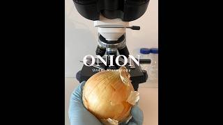 Onion Under the Microscope microscope 2024 shorts shortsvideo [upl. by Ronny]