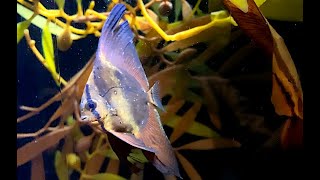 ナンヨウツバメウオ Orbicular batfish Platax orbicularis [upl. by Eidnyl212]