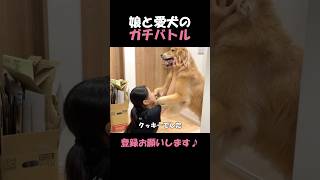 お互い一歩も引かないガチバトルの愛犬と娘goldenretriever dog 箱入りクッキーはゴールデンレトリバー [upl. by Yentterb]