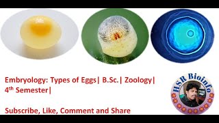 Embryology Types of Eggs  BSc  Zoology  4 th Semester  HSR Bioinfo  Sahukari Ravi [upl. by Sybille]