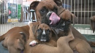 Cute 6 Week Old Boxer Puppies Playing [upl. by Leitao]