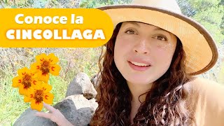 Cincollaga Características y propiedades del Tagetes Lunulata [upl. by Anerdna]