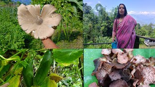 Wild Mushroom Wow Aju Muli Ropara Pane Sakeyo Village Life Vlog  Organic Village Life [upl. by Perusse]