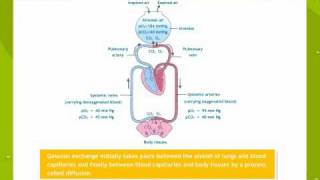 Breathing and exchanges of gases [upl. by Zehe]