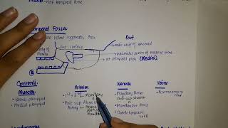 Anatomy of Infratemporal fossa [upl. by Budding282]