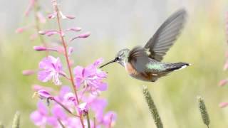 C SaintSaëns Volière from Le carnaval des animaux for flute and piano [upl. by Naji974]