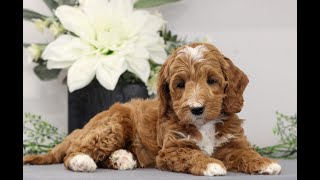 Mini Goldendoodle Puppies for Sale [upl. by Sandry]