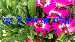 HOW TO CARE Mesembryanthemum BURF PLANT MY OTHER VIDEOS STRAWBERRY FARMING VIDEO 👉httpsy [upl. by Enitsenre]