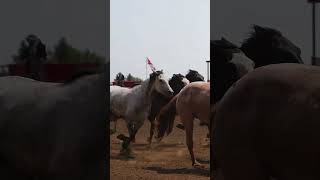 Ponoka Rodeo Highlights 2023 [upl. by Repard351]