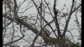 Ivorybilled Woodpecker Proof of Persistence in Louisiana [upl. by Miarzim]