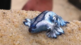 Glaucus atlanticus Blue Dragon  Cool creature found on beach in Gold coast Australia ORIGINAL [upl. by Casandra986]