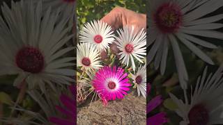 mesembryanthemum rockery gardening ediblegardening adventure motivation ideas herbs [upl. by Assilav]