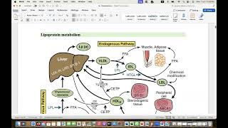 Comprehensive Guidelines of dyslipidemia part 1 biochemistry hypertriglyceridemia [upl. by Yecac73]