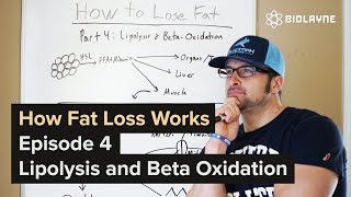 How Fat Loss Works  Episode 4 Lipolysis and BetaOxidation Getting Science as F [upl. by Nnylyt]