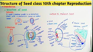 Structure of Seed class 10th chapter Reproduction [upl. by Adolphus268]