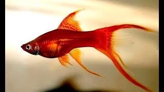 LongFin Swordtail Fish HiFin Lyretail Swordtails [upl. by Eceinert754]