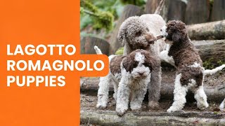 Where to Find Lagotto Romagnolo Puppies for Sale [upl. by Royden]