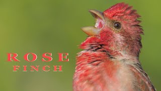 Bird sounds  ROSEFINCH singing and chirping [upl. by Ofori]