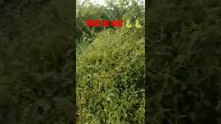 New jangal snack videoshorts viralvideoshortvideos [upl. by Sina]