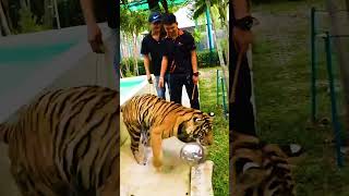 IShowSpeed Gets Attacked by Tiger [upl. by Cut]