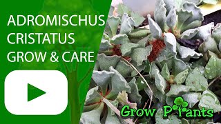 Adromischus cristatus  grow amp care Crinkle Leaf Plant [upl. by Elletsyrc]