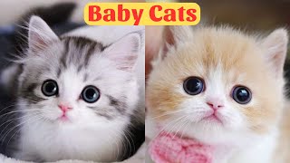 Cute Baby Cats  Cute and Funny Cat Videos Compilation 2024  Part 27 [upl. by Shiverick320]