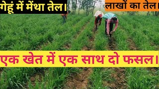 गेहूं मेंथा की खेती एक खेत में एक साथ दो फसल।menthagehukikheti yogeshvlogs [upl. by Braeunig]