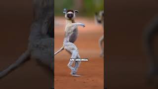 Sifaka Lemur are known for their powerful leaps lemur animals madagascar shorts [upl. by Beuthel175]